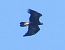 Aquila reale (Aquila chrysaetos) © Andrea Sorrentino