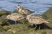 Piovanello pancianera (Calidris alpina) © Maurizio Andrini