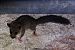 Ghiro (Glis glis) © Stefano de Rosso
