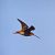 Beccaccino (Gallinago gallinago) © Tommaso Bonora