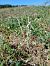 Spiranthes spiralis (Spiranthe d'automne) © Alain Falvard