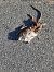 Ratto delle chiaviche (Rattus norvegicus) © Michele Coppola