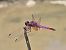 Trithemis annulata © Alberto Manganaro