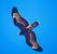 Abejero Europeo (Pernis apivorus) © Ferran Pujol