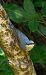 Pica-soques blau (Sitta europaea) © Jose Molis