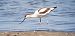 Avocetta (Recurvirostra avosetta) © Giuseppe Di Lieto