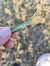Llagosta bisbe (Acrida ungarica) © Joan Ventura