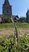 Spiranthes spiralis (Spiranthe d'automne) © Christian Noel