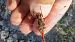 Sympetrum striolatum  - Roberto Fabbri