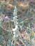 Spiranthes spiralis (Spiranthe d'automne) © Bernard Sonnerat