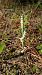 Spiranthes spiralis (Spiranthe d'automne) © Christian Noel