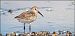 Piovanello pancianera (Calidris alpina) © Giuseppe Di Lieto