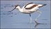 Avocetta (Recurvirostra avosetta) © Giuseppe Di Lieto