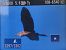Purple Heron  - Tadeusz Sobuś