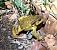 Gripau comú (Bufo spinosus) © Ramon Prat Espelt