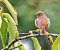 Cotxa cua-roja (Phoenicurus phoenicurus) © Ramon Prat Espelt