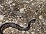 Marasso (Vipera berus) © Vittorio Poli