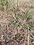 Spiranthes spiralis (Spiranthe d'automne) © Alain Falvard