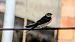 European Red-rumped Swallow - David Batlle