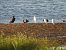 Esplugabous (Ardea ibis) © Joan Pessarrodona