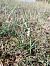 Spiranthes spiralis - Alain Falvard