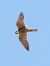 Lodolaio (Falco subbuteo) © Massimo Tassinari