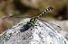 Onychogomphus forcipatus © Paolo Zonta