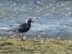 Pivieressa (Pluvialis squatarola) © Kurt Moser