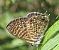Leptotes pirithous  - Alessandro Sacchetti
