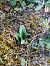 Ophrys apifera (Ophrys abeille) © Alain Falvard