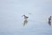 Curlew Sandpiper (Calidris ferruginea) © Massimo Maldifassi