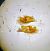 Pyrgus onopordi © Battisti Andrea