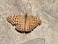 Argynnis paphia © Claudio Danesi