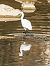 Garzetta (Egretta garzetta) © Bettina Huonker