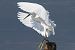 Garzetta (Egretta garzetta) © Maurizio Andrini