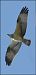 Falco pescatore (Pandion haliaetus) © Giuseppe Di Lieto