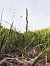 Spiranthes spiralis (Spiranthe d'automne) © Richard Fay
