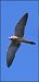 Grillaio (Falco naumanni) © Giuseppe Di Lieto