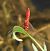 Broad Scarlet (Crocothemis erythraea) © Alberto Manganaro