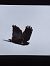 Falco di palude (Circus aeruginosus) © Tommaso Bonora