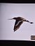 Pittima reale (Limosa limosa) © Tommaso Bonora