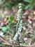 Spiranthes spiralis © Olivier Guillemet