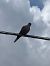 Tortora dal collare (Streptopelia decaocto) © Antonio Mazzone