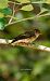 Papamosques gris (Muscicapa striata) © Jose Molis