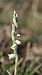 Spiranthes spiralis © Alain Bultez