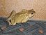 Gripau comú (Bufo spinosus) © Toni Alonso Jardí