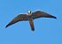 Lodolaio (Falco subbuteo) © Roberto Villani