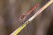 Sympetrum sanguineum © Paolo Zonta