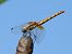 Trithemis annulata © Massimo Tassinari