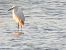 Martinet blanc (Egretta garzetta) © Joan Pessarrodona